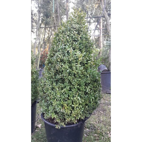 Boj - Buxus sempervirens - Imagen 2