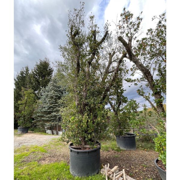 comprar bok buxus sempervirens