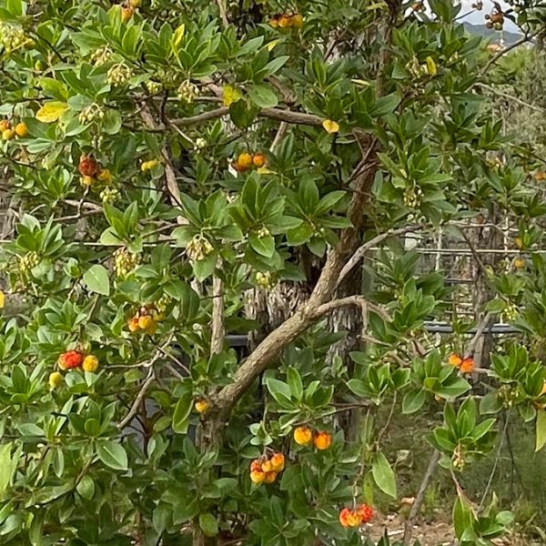 Granado arbol