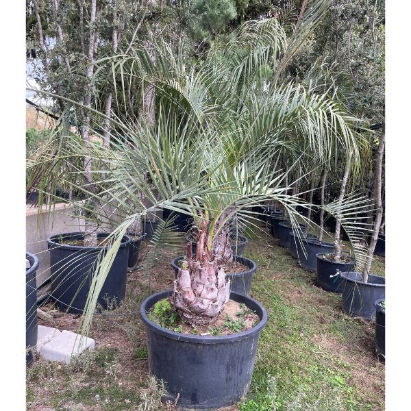 Palmera Butia Capitata