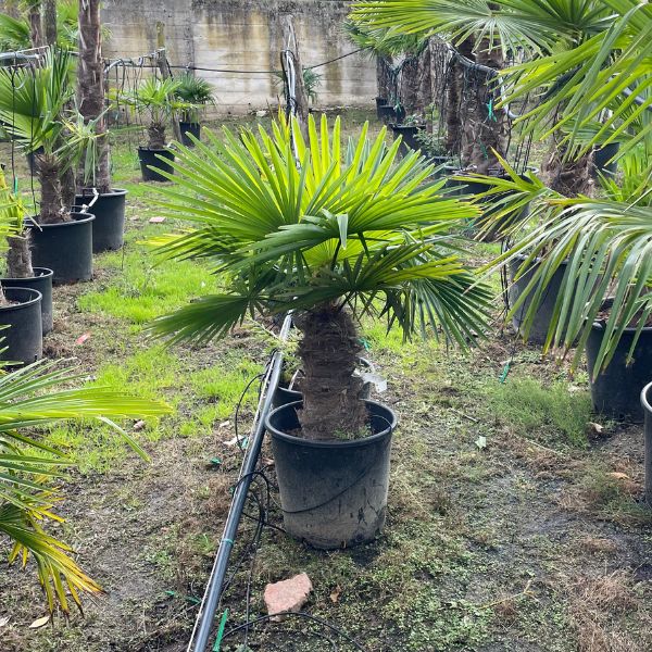 Palmito Chamaerops Humilis