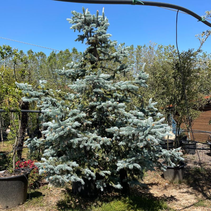 Picea pungens hopsii vivero