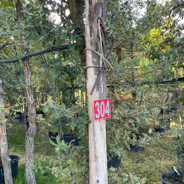 Quercus robur roble