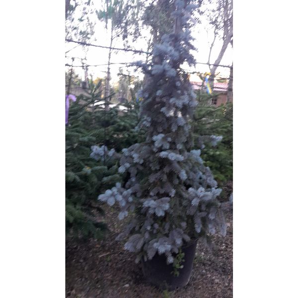 comprar abeto azul