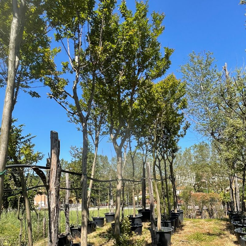 avets de nadal plantacio sant hilari