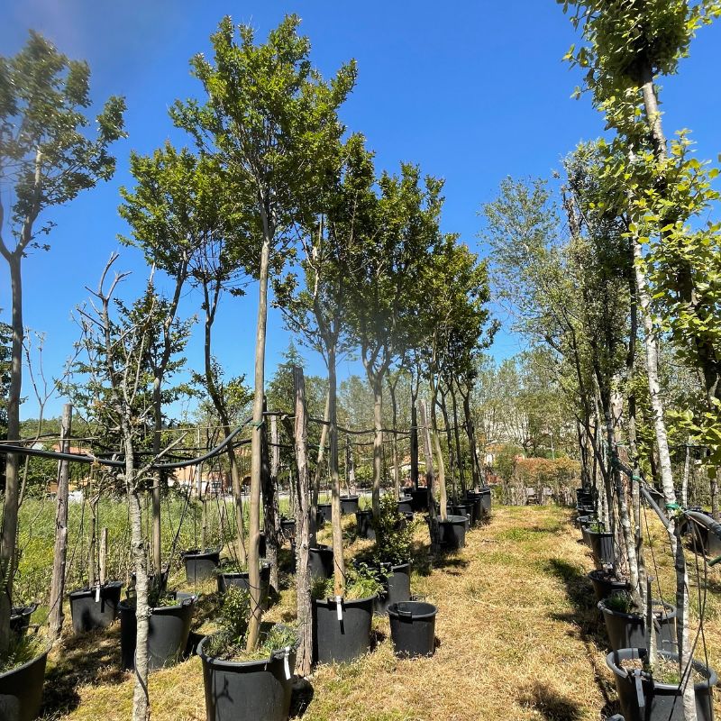 lagerstroemia indica precio vivero