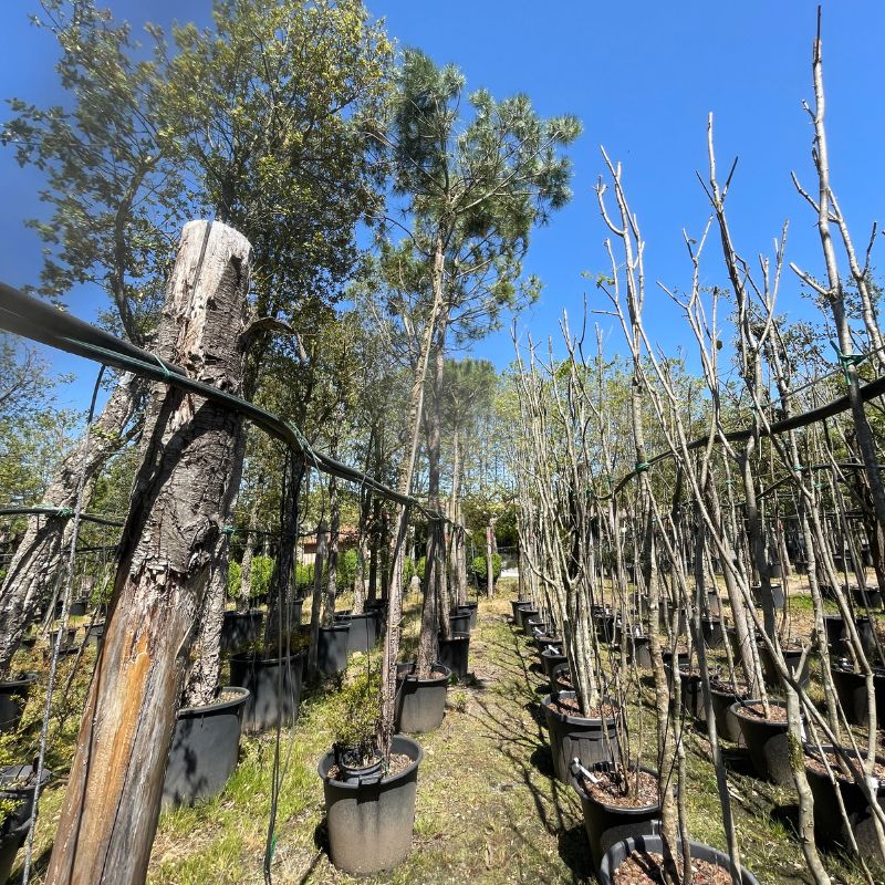 Arbres de Nadal plantacions particulars