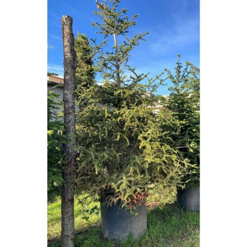 Abies Pinsapo arbol