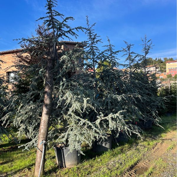Cedrus Atlantica Glauca
