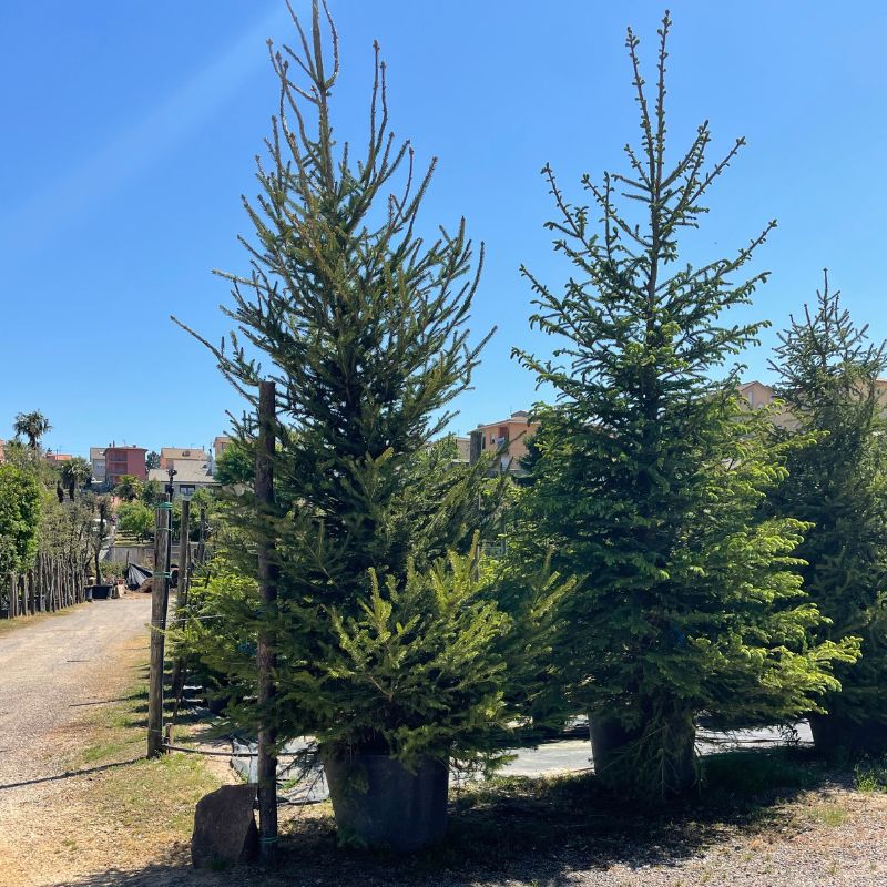 Comprar Picea Abies Excelsa Grande