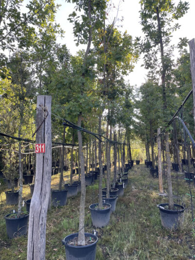 arboles para jardin producto