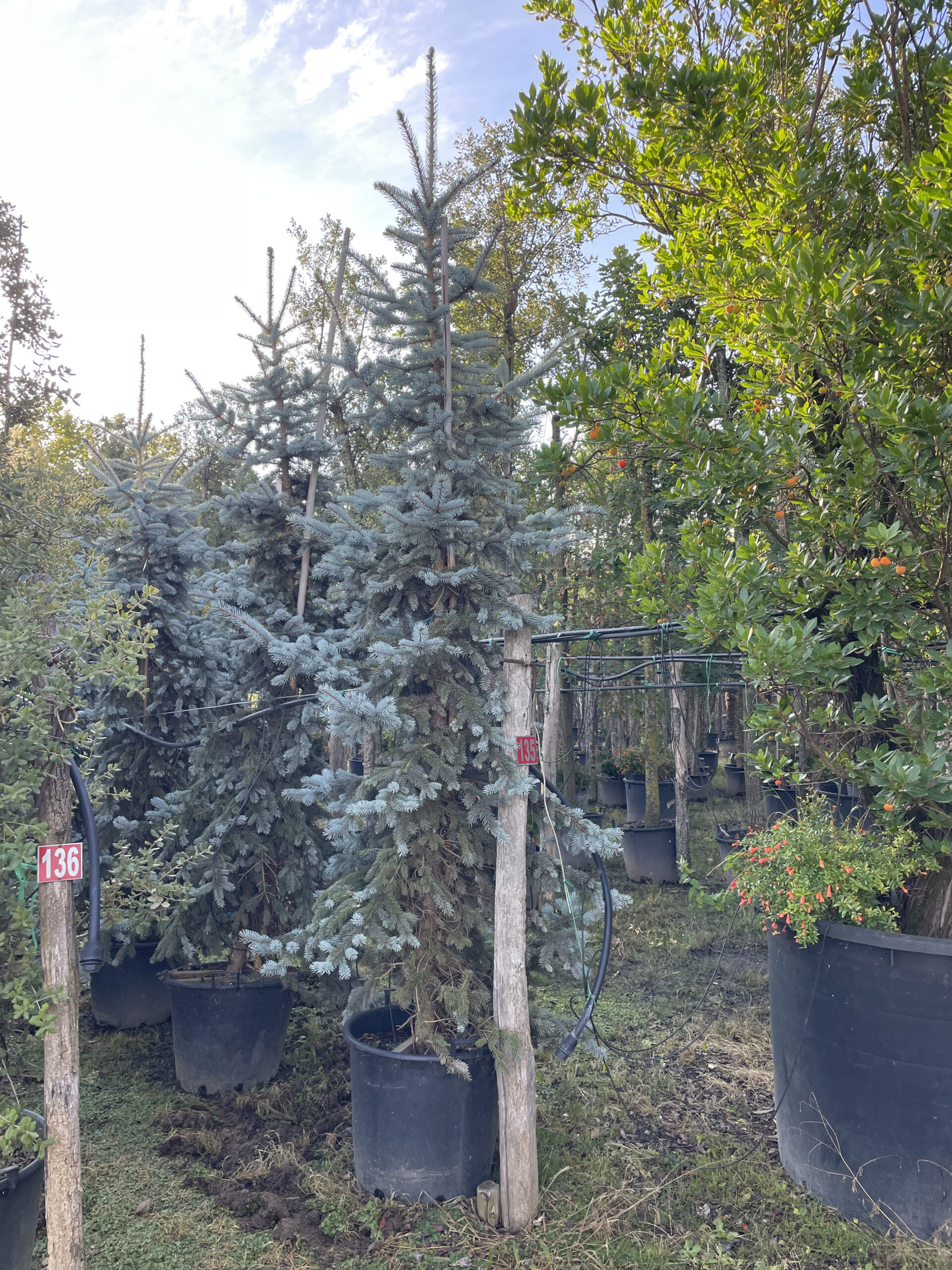 tipos de plantas coniferas campo