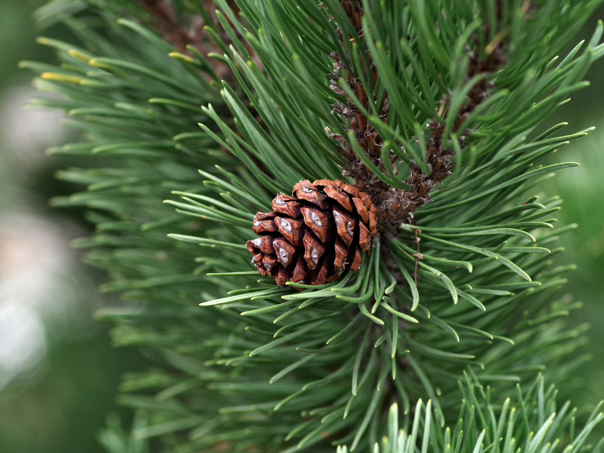 arbol de navidad natural portada