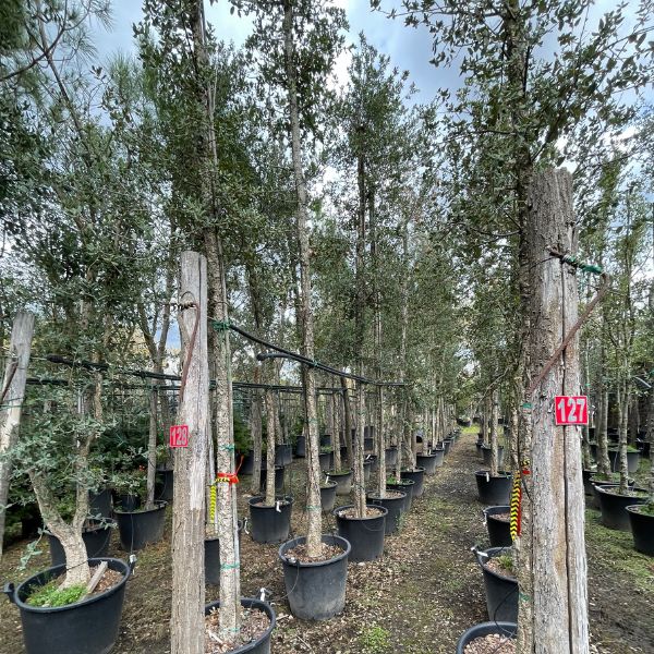 arboles en invierno grande