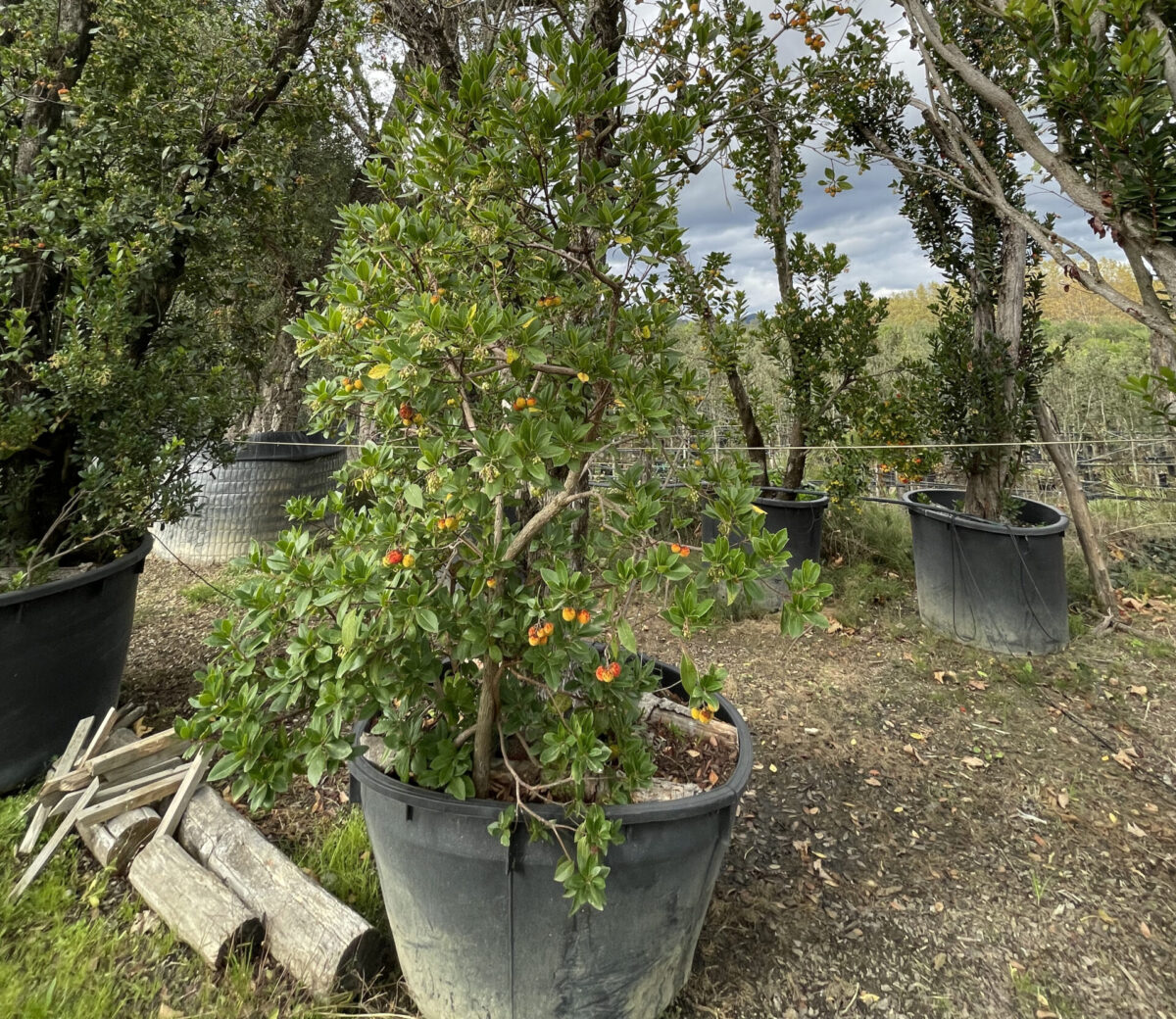 arboles frutales de jardin arbol