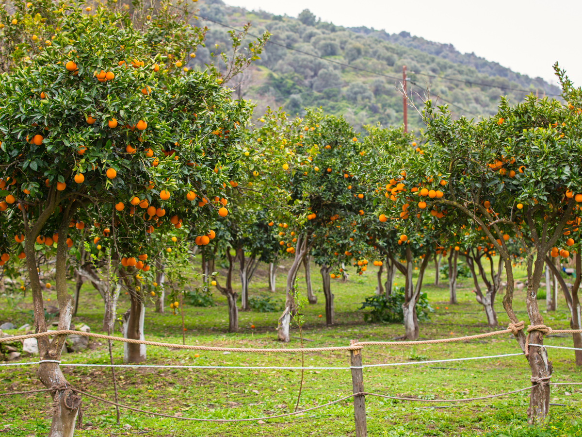arboles frutales de jardin portada