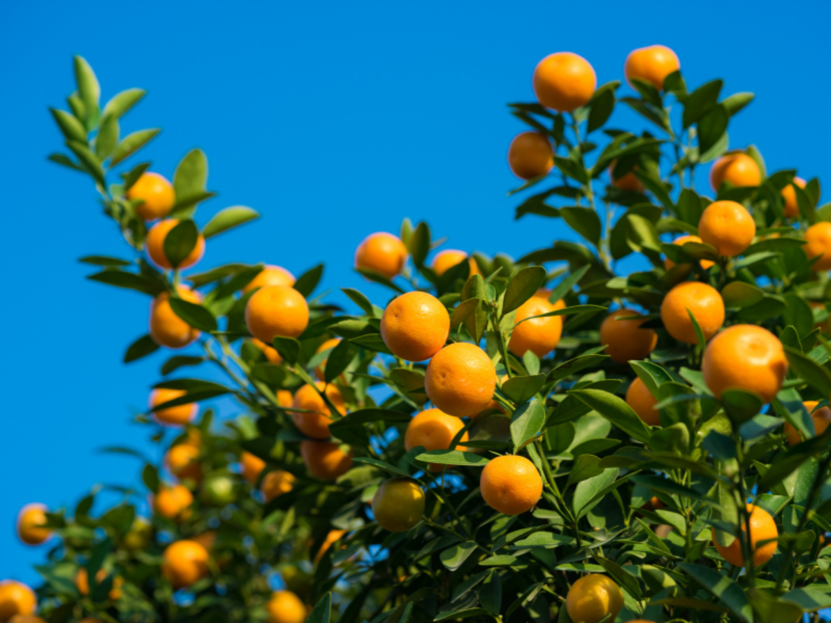 arboles frutales de poco mantenimiento frutos