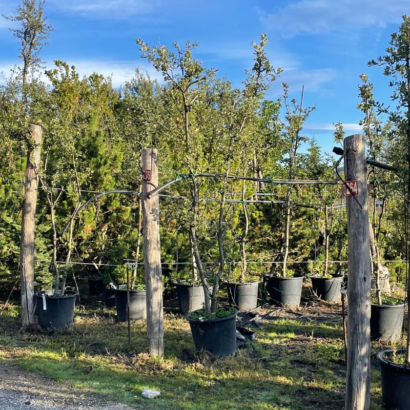 arboles grandes comprar