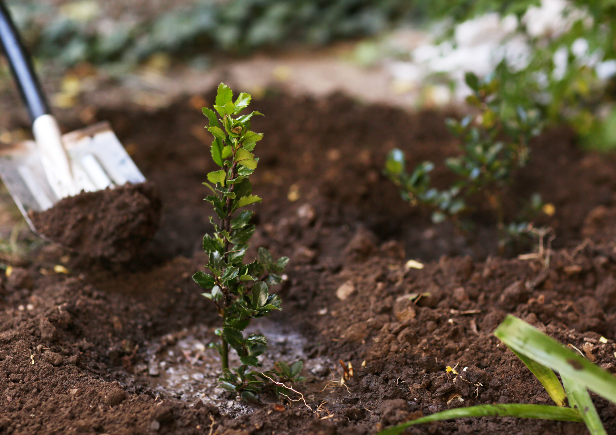 como plantar un arbol portada