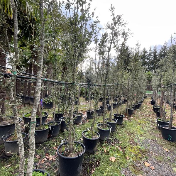 como plantar un arbol productos