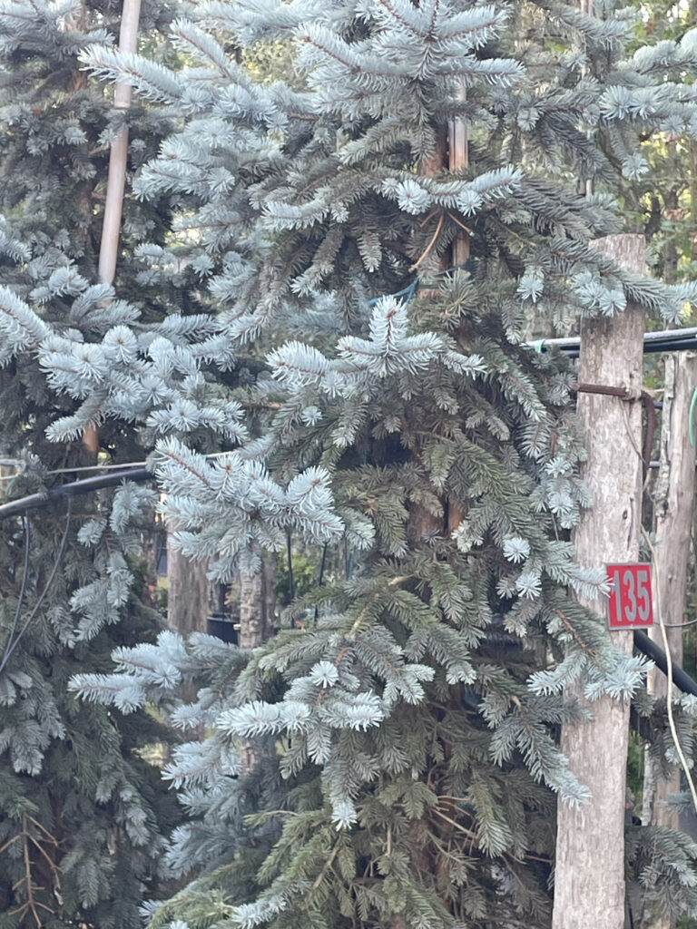 diferencia entre pino y abeto arbol