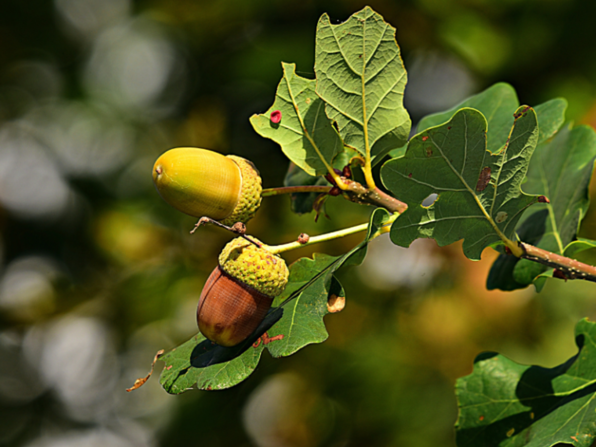 diferencia entre pino y abeto frutos