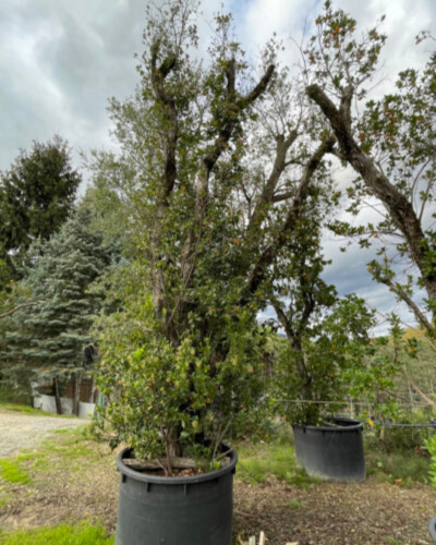 jardin mediterraneo boj