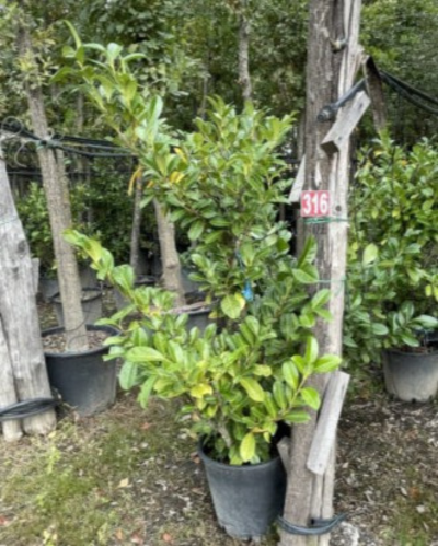 jardin mediterraneo madrono