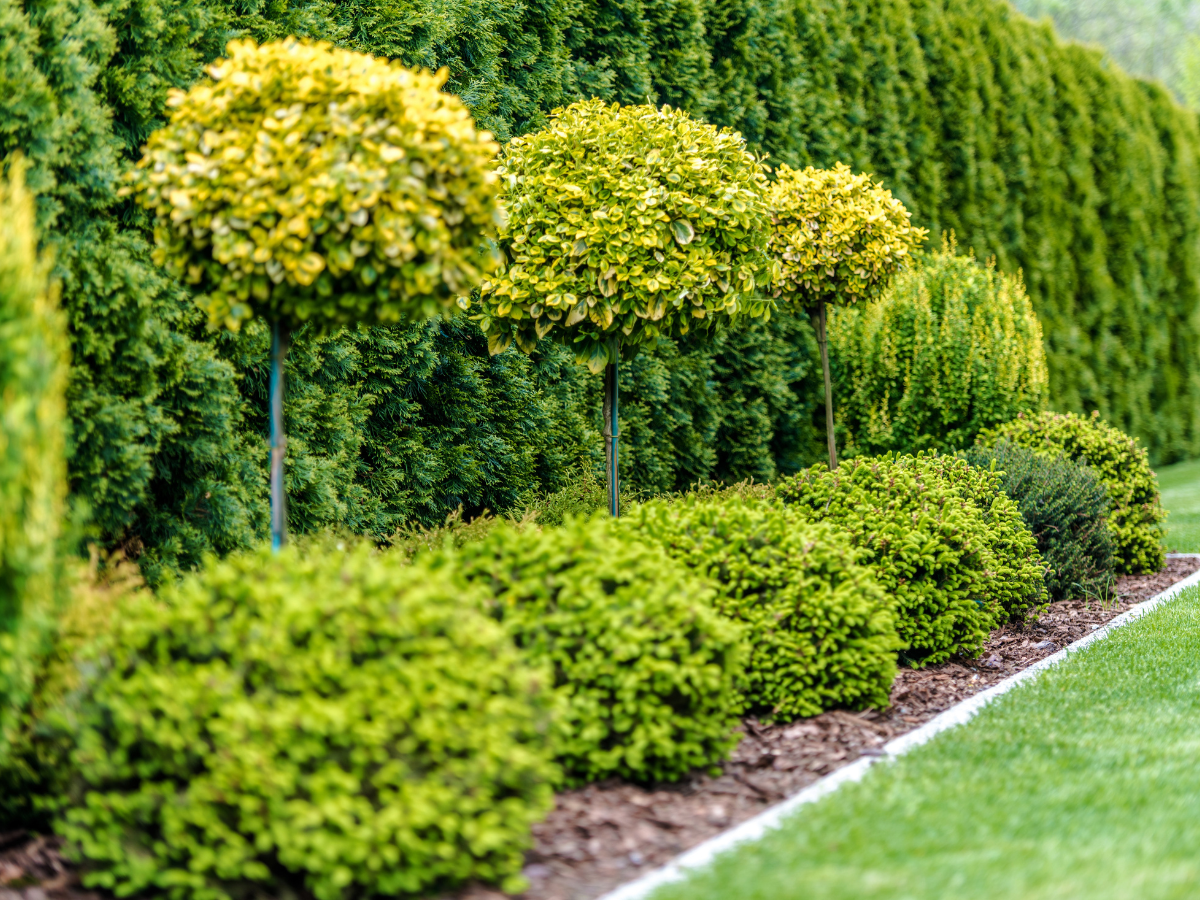 mantener limpio tu jardin portada
