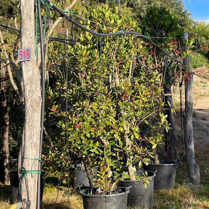 arbustos vivero online
