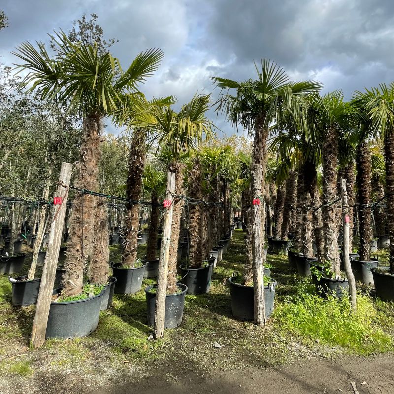 palmeras grande vivero