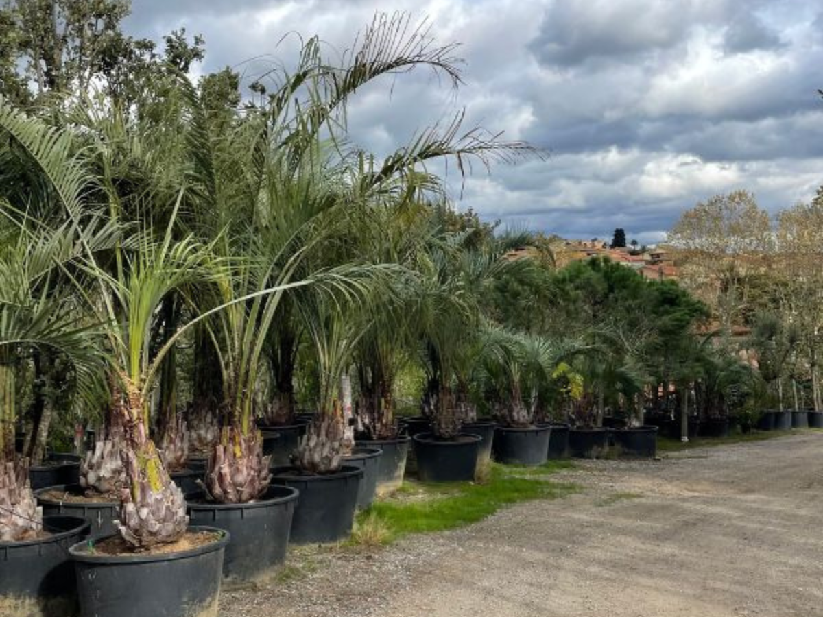 plantas resistentes a la sequia butia