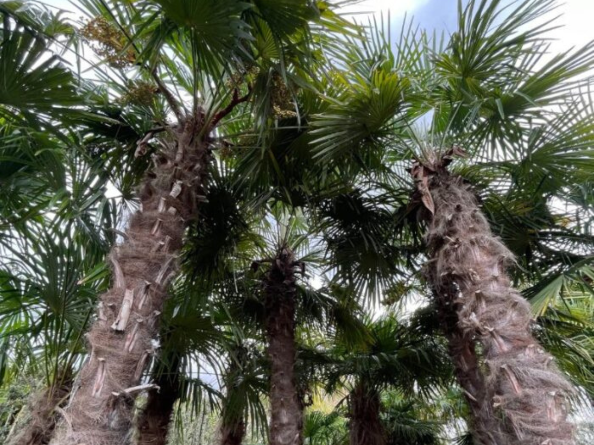 plantas resistentes a la sequia palmera