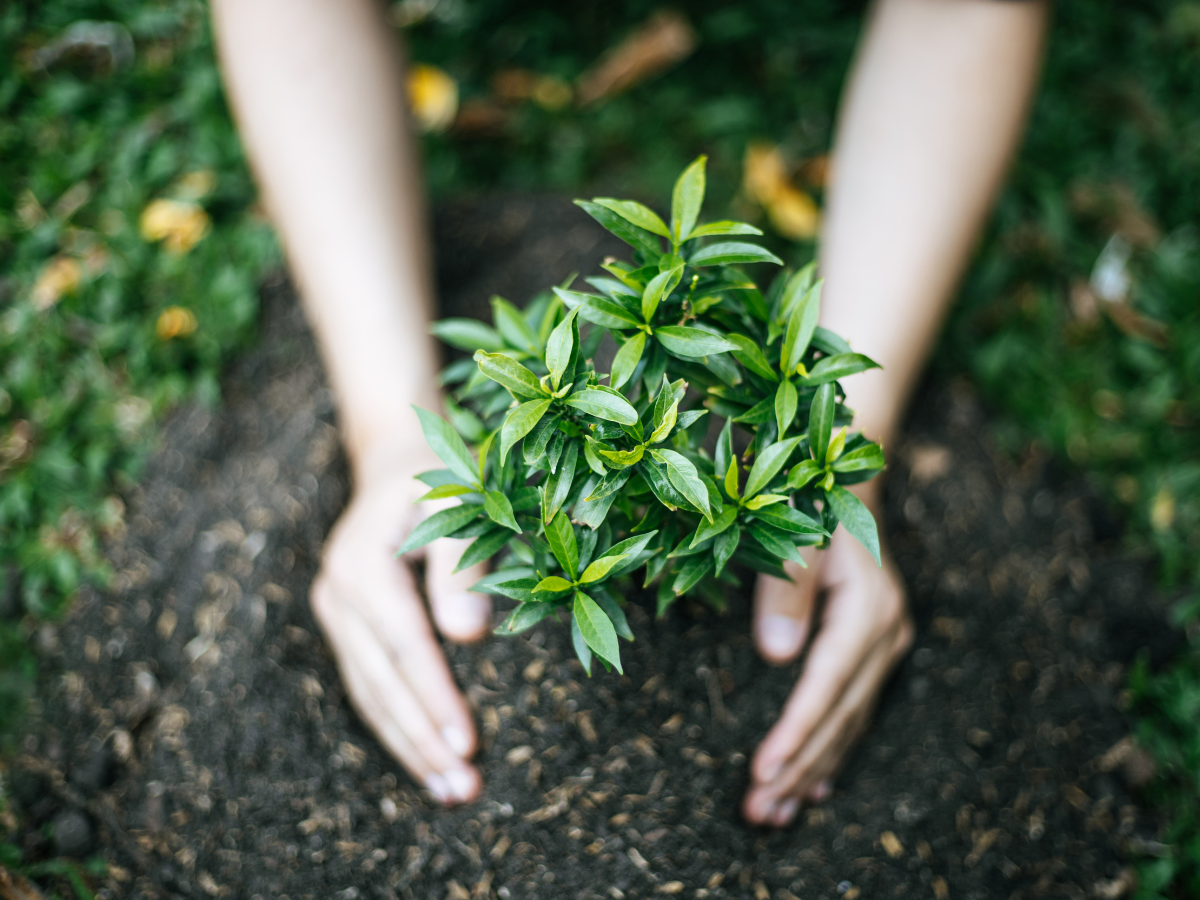plantas resistentes a la sequia portada