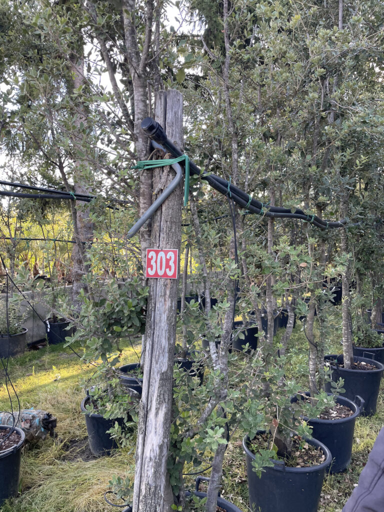 poda de plantas arbol