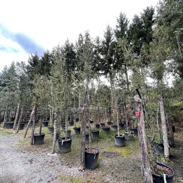 poda de plantas productos