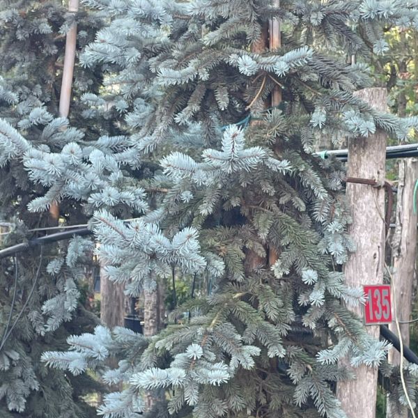 tipos de plantas coniferas hoja
