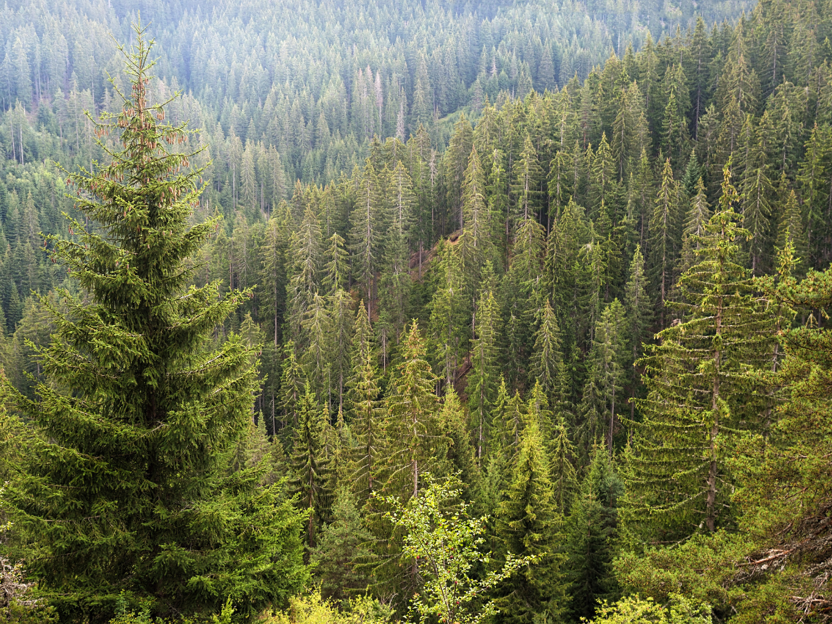 tipos de plantas coniferas portada