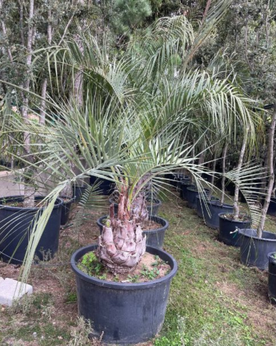 tipos de palmeras grandes butia