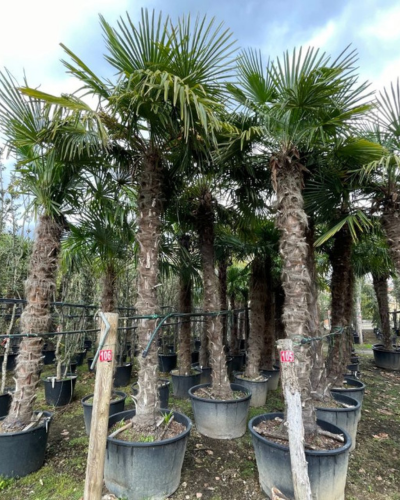 tipos de palmeras grandes trachycarpus