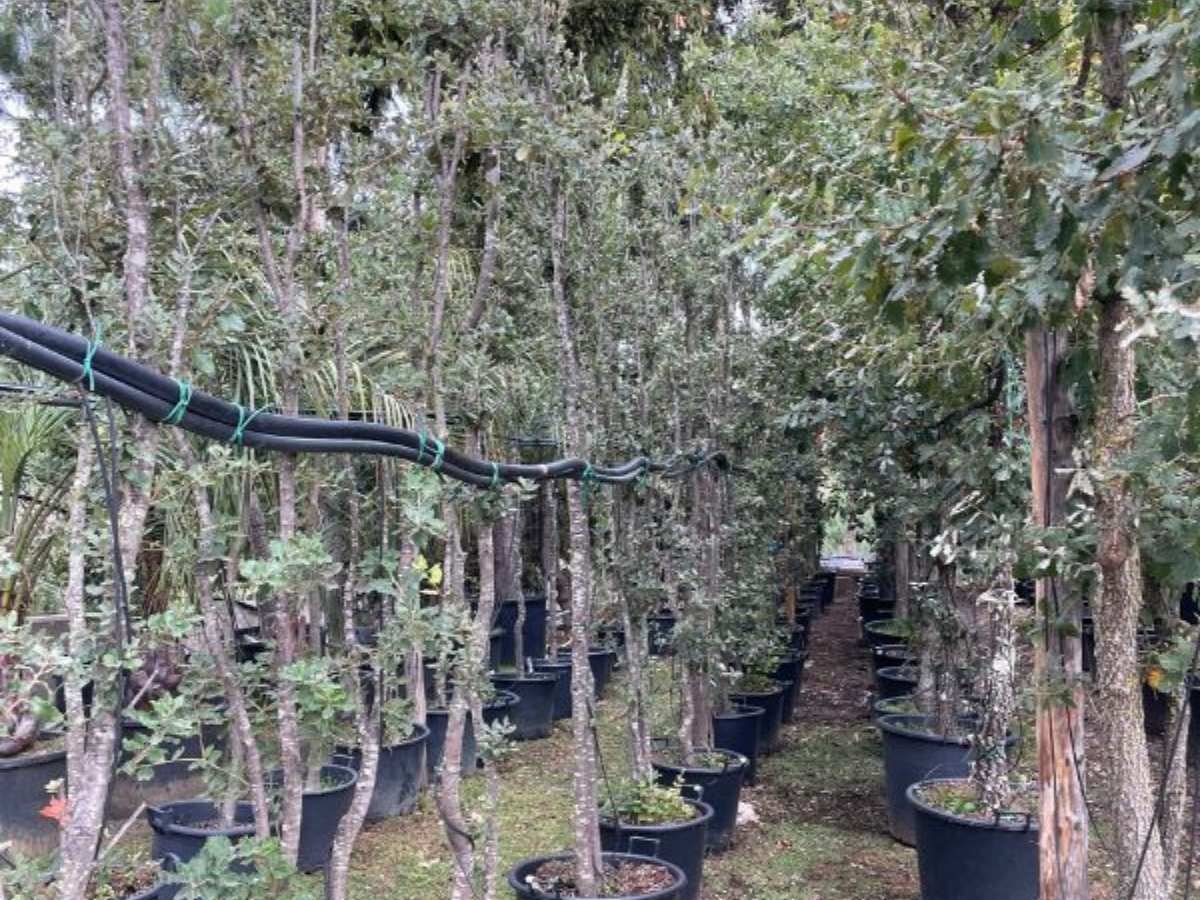tipos de quercus encina
