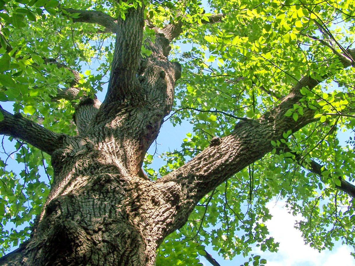 tipos de quercus portada