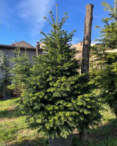 arbol de navidad para la calle abies nordmanniana