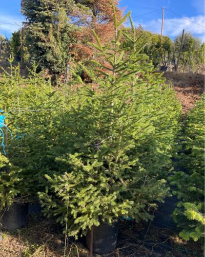 arbol de navidad para la calle picea excelsa