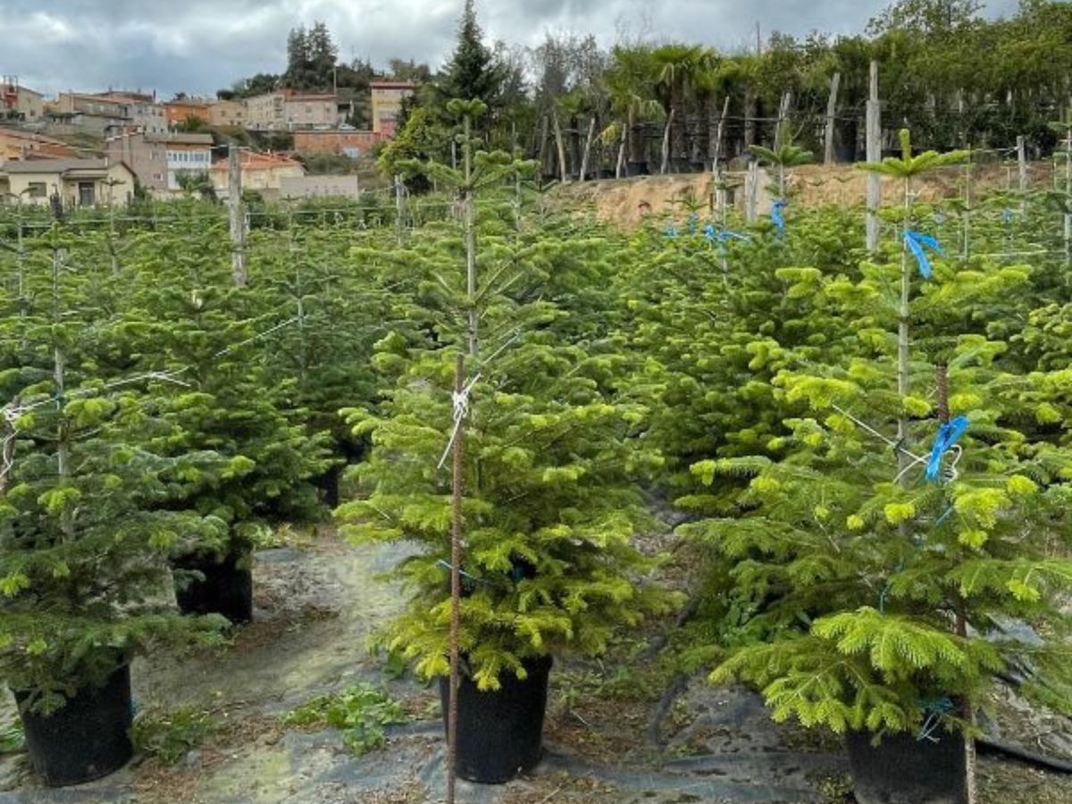 arbol de navidad para la calle