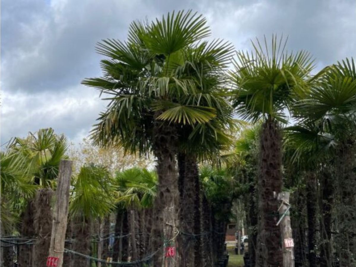 palmeras de exterior resistentes