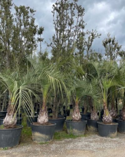 palmeras de exterior resistentes butia capitata
