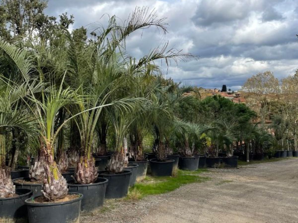 palmeras de exterior resistentes cal natura