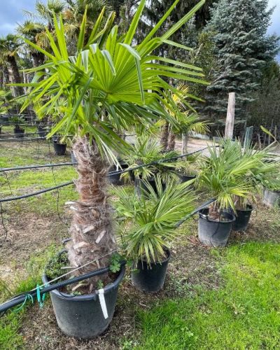 palmeras de exterior resistentes chamaerops humilis