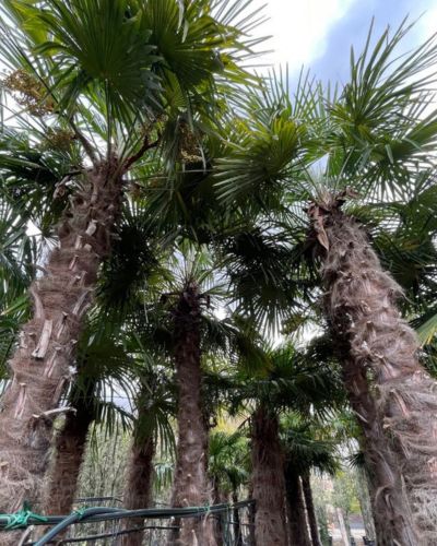 palmeras de exterior resistentes trachycarpus fortunei